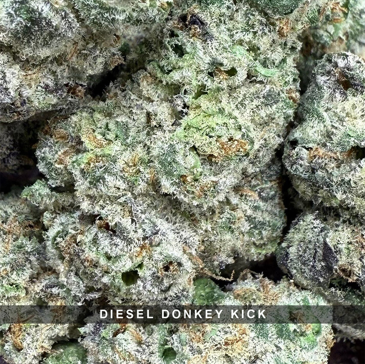 Diesel Donkey Kick