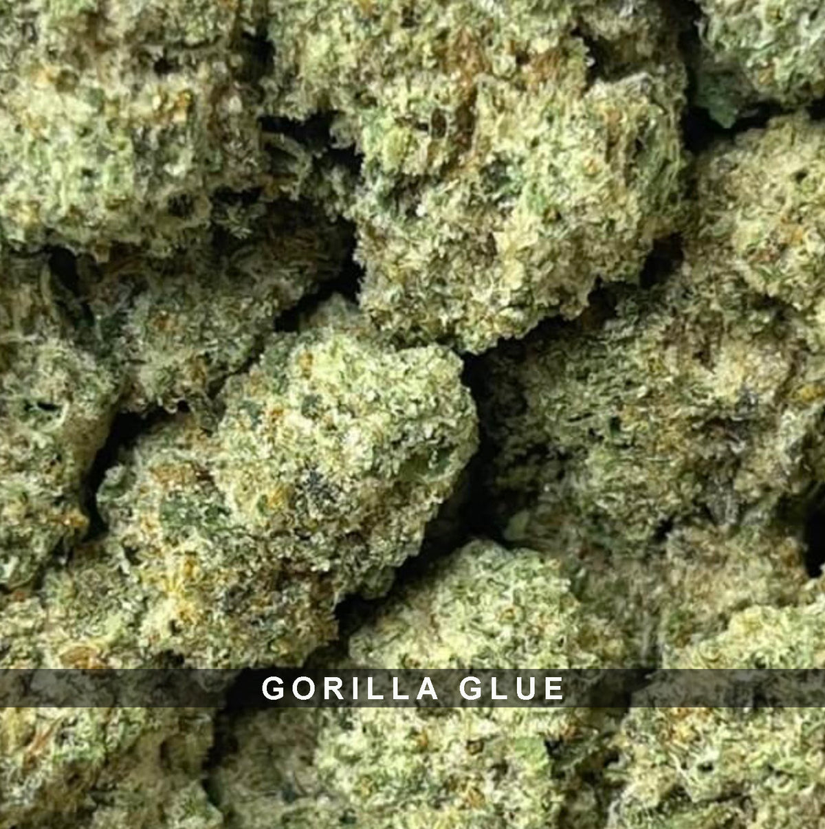 Gorilla Glue