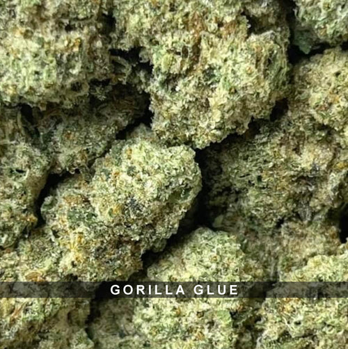 Gorilla Glue