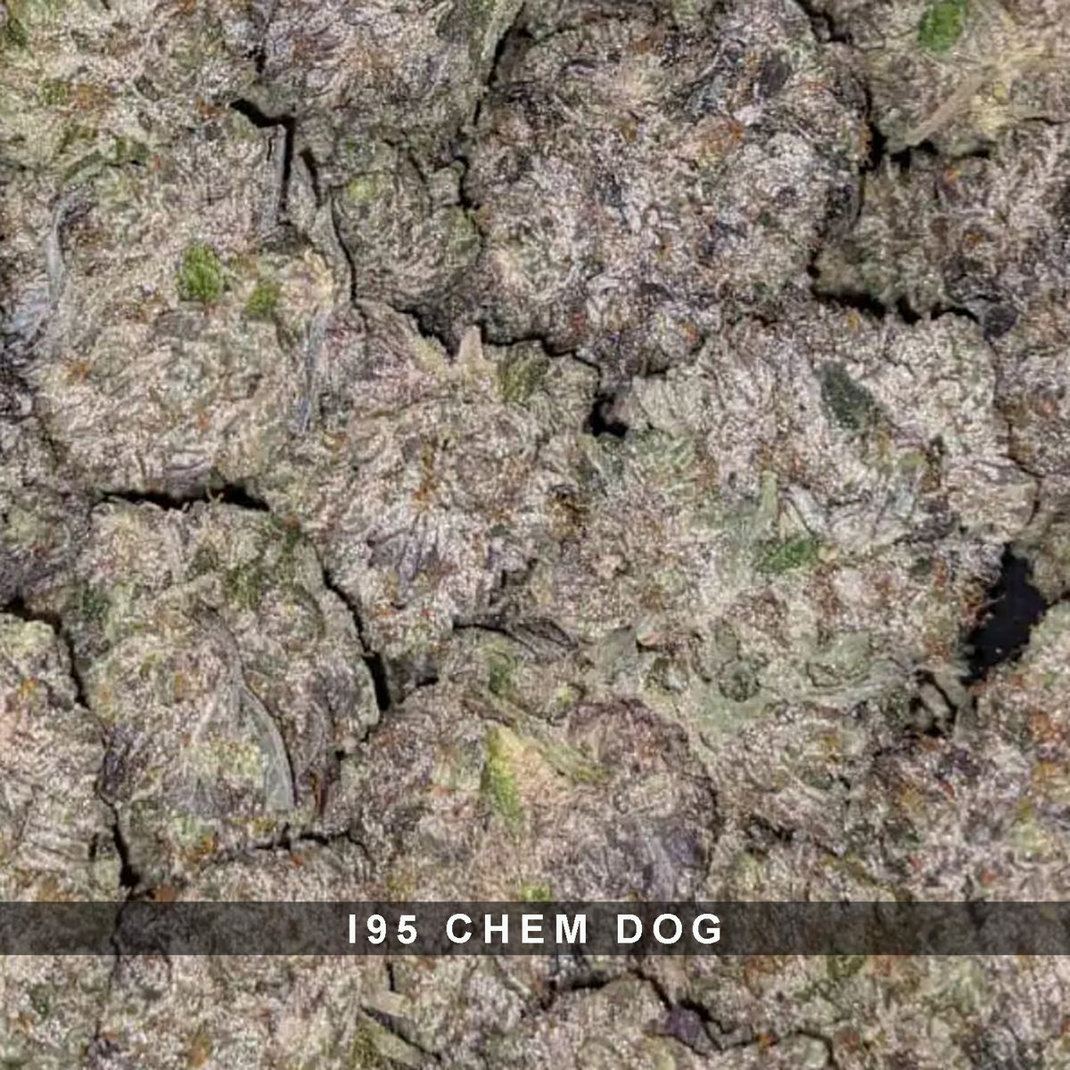 I95 Chem Dog