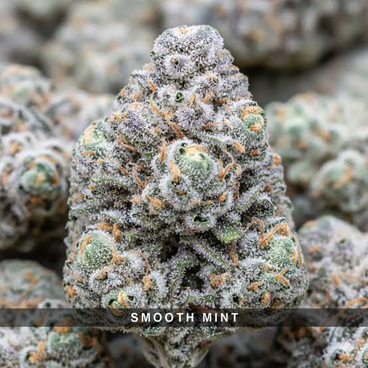 Smooth Mint